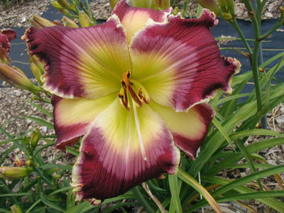 For Better for Worse